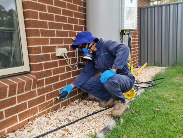 Professional Pest Control Services: Expertise You Can Trust